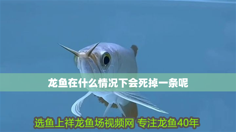 龍魚在什么情況下會死掉一條呢 龍魚百科 龍魚在什么情況下會死掉一條呢 龍魚在什么情況下會死掉一條呢 龍魚百科