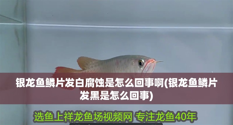 銀龍魚鱗片發白腐蝕是怎么回事啊(銀龍魚鱗片發黑是怎么回事)