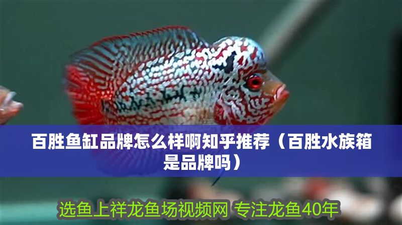 百勝魚缸品牌怎么樣啊知乎推薦（百勝水族箱是品牌嗎）