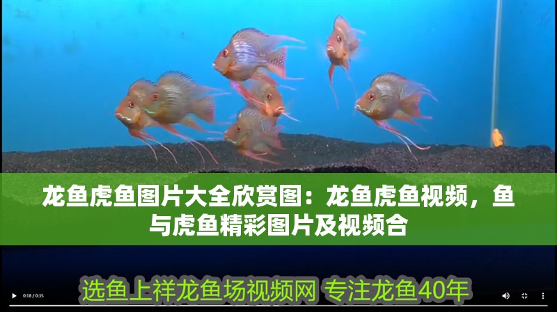 龍魚虎魚圖片大全欣賞圖：龍魚虎魚視頻，魚與虎魚精彩圖片及視頻合