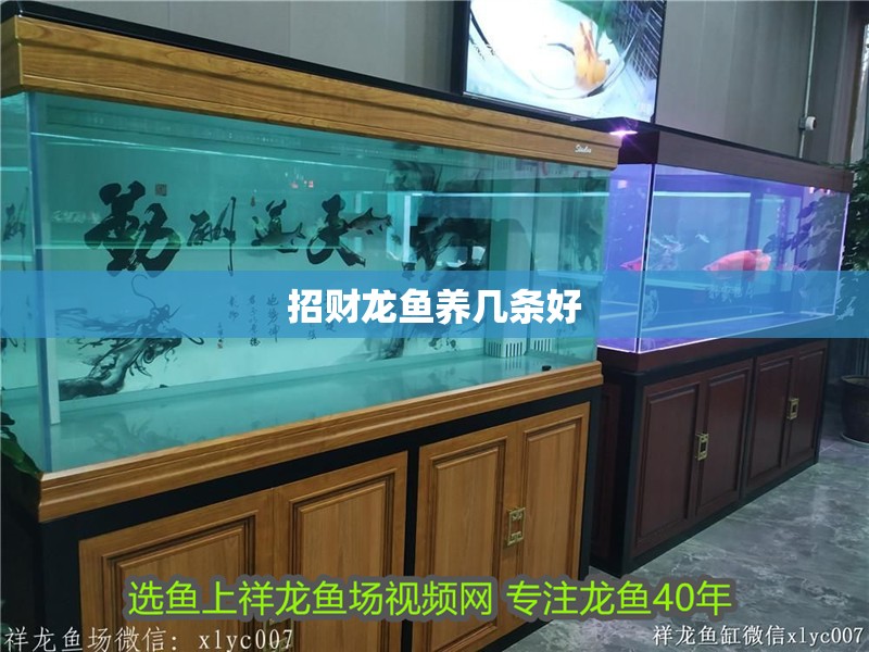 招財龍魚養幾條好