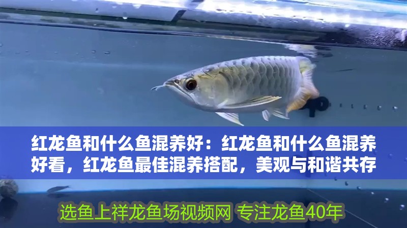 紅龍魚(yú)和什么魚(yú)混養(yǎng)好：紅龍魚(yú)和什么魚(yú)混養(yǎng)好看，紅龍魚(yú)最佳混養(yǎng)搭配，美觀與和諧共存的魚(yú)類(lèi)