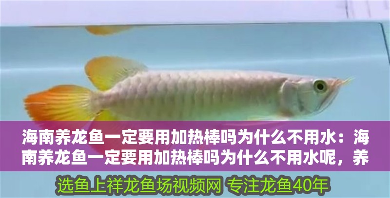 海南養(yǎng)龍魚一定要用加熱棒嗎為什么不用水：海南養(yǎng)龍魚一定要用加熱棒嗎為什么不用水呢，養(yǎng)龍魚是否必須使用加熱棒而非