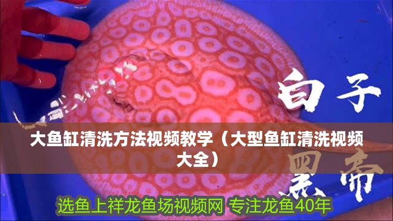 大魚缸清洗方法視頻教學（大型魚缸清洗視頻大全）
