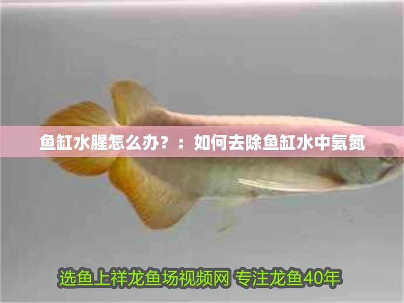 魚缸水腥怎么辦？：如何去除魚缸水中氨氮 魚缸水腥怎么辦？：如何去除魚缸水中氨氮 魚缸百科