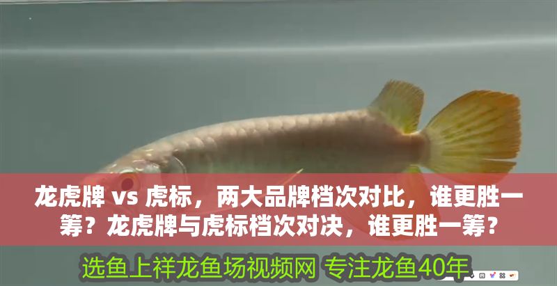 龍虎牌 vs 虎標(biāo)，兩大品牌檔次對比，誰更勝一籌？龍虎牌與虎標(biāo)檔次對決，誰更勝一籌？