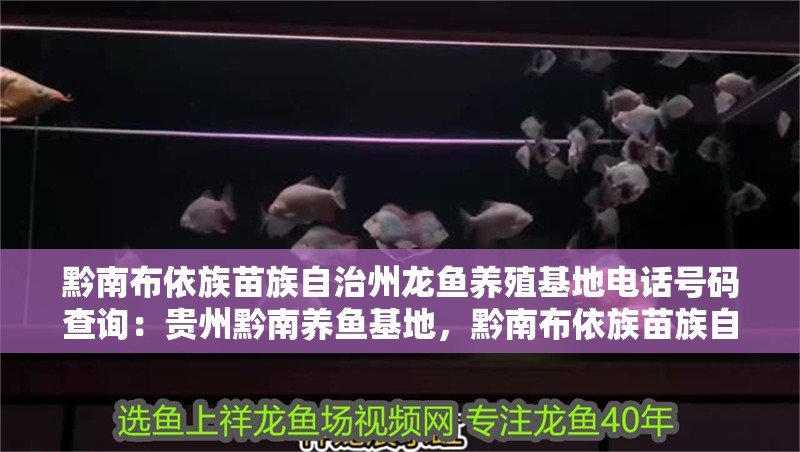 黔南布依族苗族自治州龍魚養殖基地電話號碼查詢：貴州黔南養魚基地，黔南布依族苗族自治州龍魚