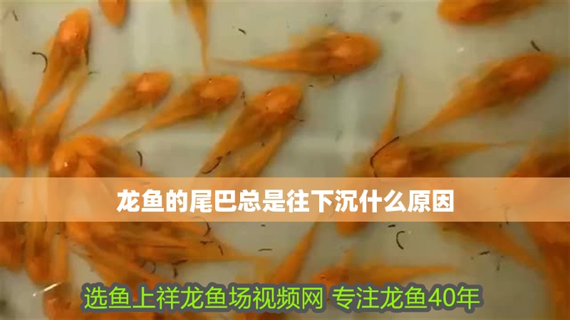 龍魚(yú)的尾巴總是往下沉什么原因