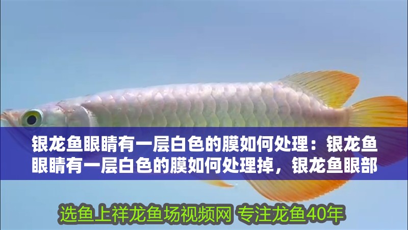 銀龍魚眼睛有一層白色的膜如何處理：銀龍魚眼睛有一層白色的膜如何處理掉，銀龍魚眼部白膜處理指南
