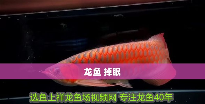 龍魚 掉眼