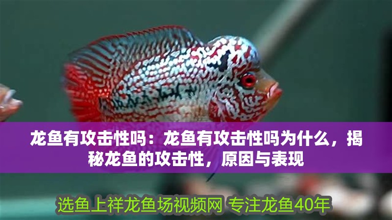 龍魚有攻擊性嗎：龍魚有攻擊性嗎為什么，揭秘龍魚的攻擊性，原因與表現 龍魚有攻擊性嗎：龍魚有攻擊性嗎為什么，揭秘龍魚的攻擊性，原因與表現 水族問答