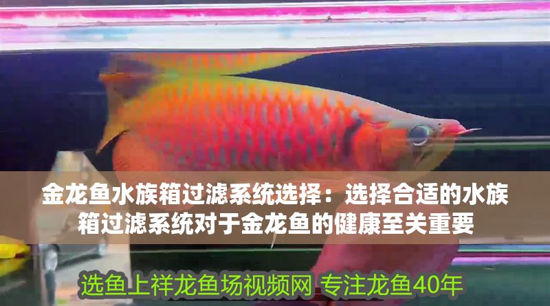 金龍魚水族箱過濾系統選擇：選擇合適的水族箱過濾系統對于金龍魚的健康至關重要
