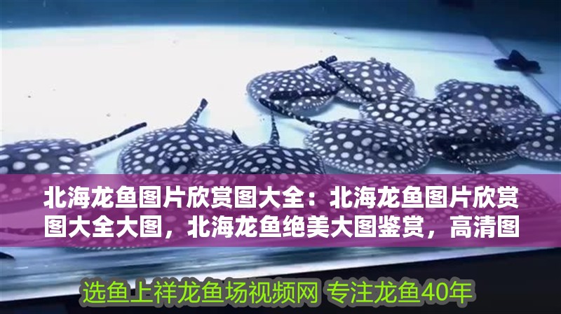 北海龍魚圖片欣賞圖大全：北海龍魚圖片欣賞圖大全大圖，北海龍魚絕美大圖鑒賞，高清圖片全集盛宴
