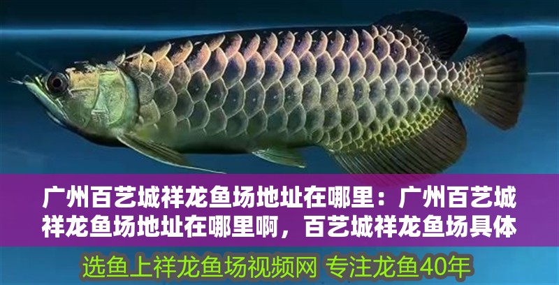 廣州百藝城祥龍魚場(chǎng)地址在哪里：廣州百藝城祥龍魚場(chǎng)地址在哪里啊，百藝城祥龍魚場(chǎng)具體位置 廣州百藝城祥龍魚場(chǎng)地址在哪里：廣州百藝城祥龍魚場(chǎng)地址在哪里啊，百藝城祥龍魚場(chǎng)具體位置 水族問答