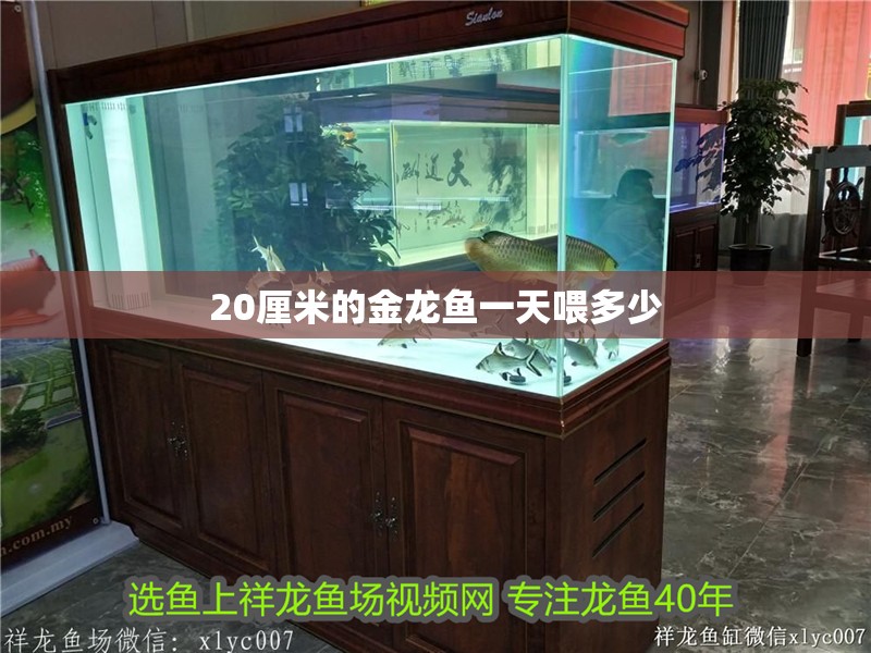 20厘米的金龍魚一天喂多少