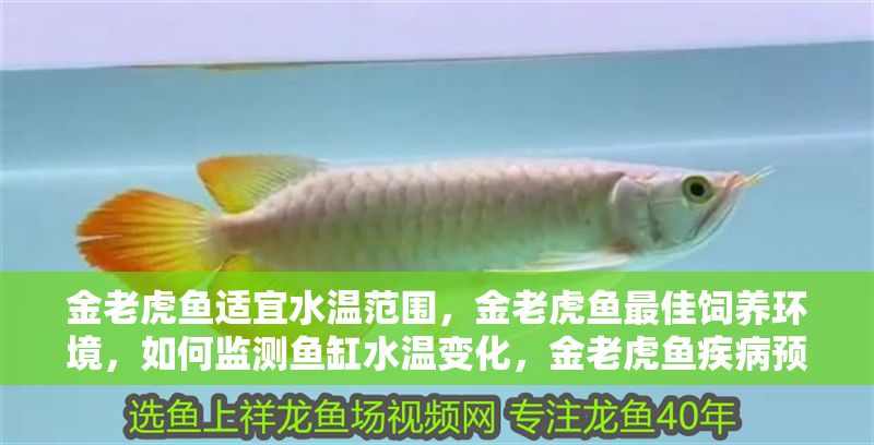金老虎魚適宜水溫范圍，金老虎魚最佳飼養環境，如何監測魚缸水溫變化，金老虎魚疾病預防措施