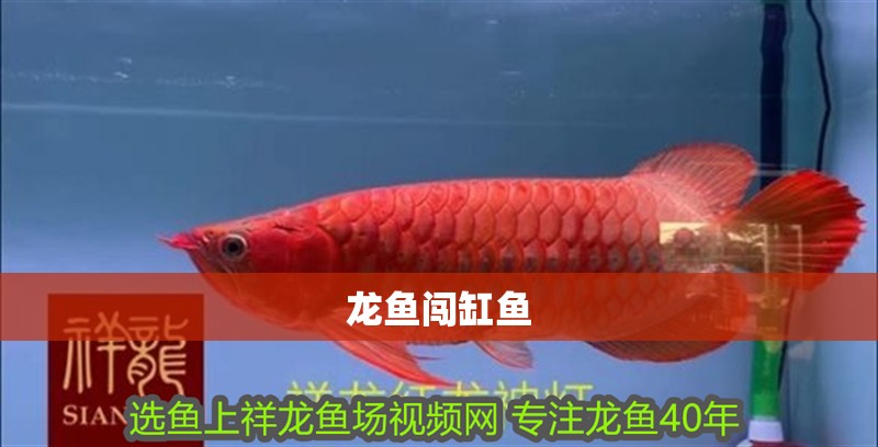 龍魚闖缸魚
