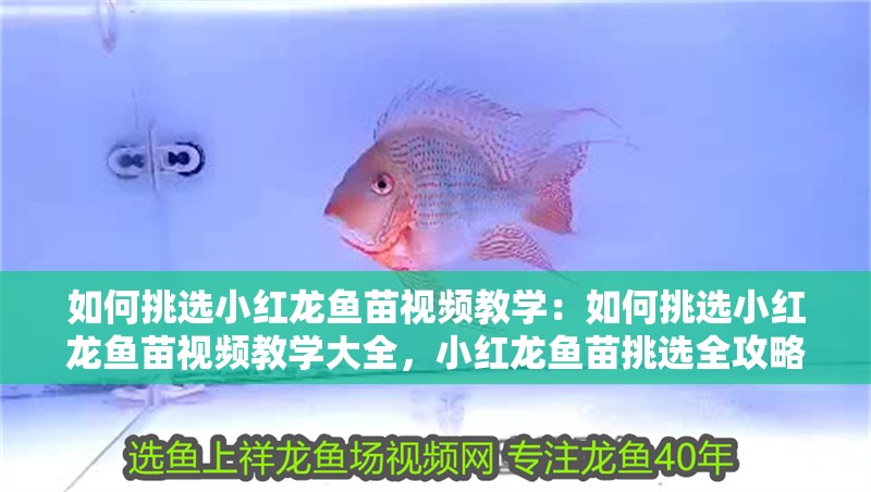 如何挑選小紅龍魚苗視頻教學(xué)：如何挑選小紅龍魚苗視頻教學(xué)大全，小紅龍魚苗挑選全攻略，視頻