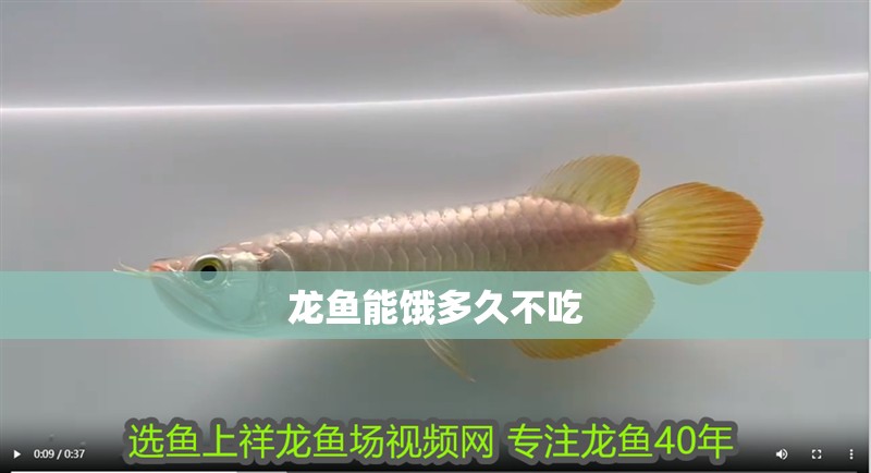 龍魚能餓多久不吃 龍魚能餓多久不吃 龍魚百科