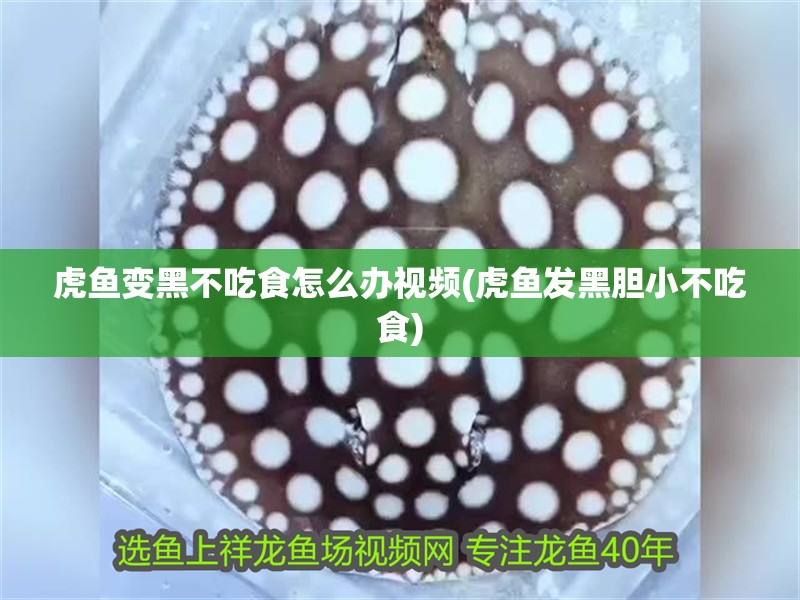 虎魚變黑不吃食怎么辦視頻(虎魚發黑膽小不吃食)