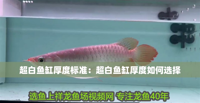 超白魚缸厚度標準：超白魚缸厚度如何選擇