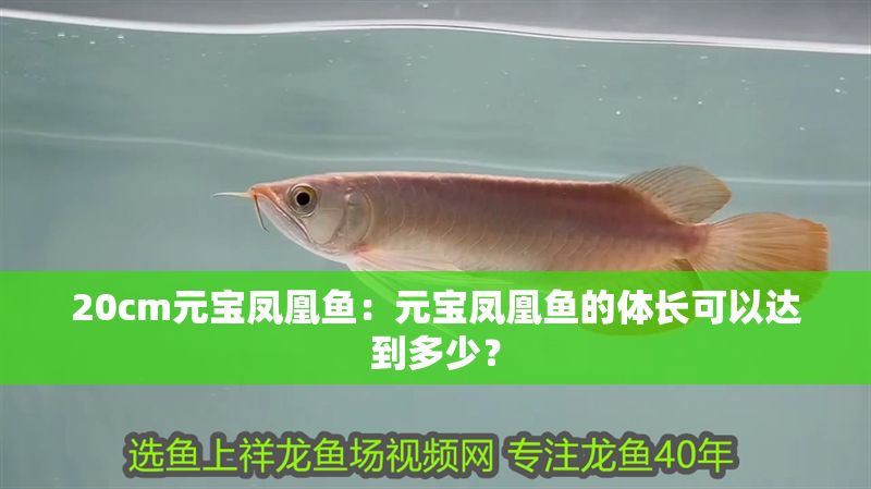 20cm元寶鳳凰魚：元寶鳳凰魚的體長(zhǎng)可以達(dá)到多少？