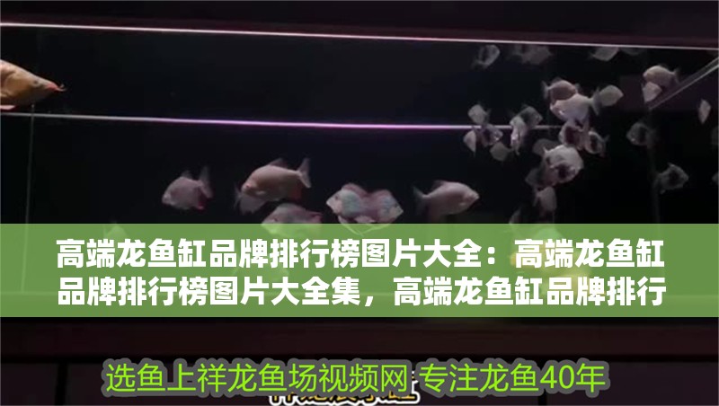 高端龍魚缸品牌排行榜圖片大全：高端龍魚缸品牌排行榜圖片大全集，高端龍魚缸品牌排行榜 高端龍魚缸品牌排行榜圖片大全：高端龍魚缸品牌排行榜圖片大全集，高端龍魚缸品牌排行榜 水族問答