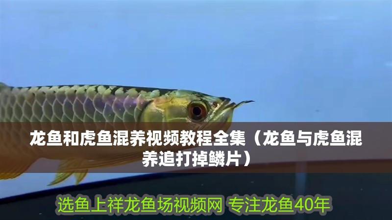 龍魚(yú)和虎魚(yú)混養(yǎng)視頻教程全集（龍魚(yú)與虎魚(yú)混養(yǎng)追打掉鱗片） 龍魚(yú)和虎魚(yú)混養(yǎng)視頻教程全集（龍魚(yú)與虎魚(yú)混養(yǎng)追打掉鱗片） 虎魚(yú)百科