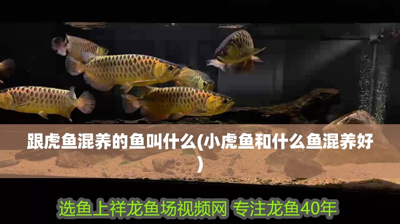 跟虎魚混養的魚叫什么(小虎魚和什么魚混養好)