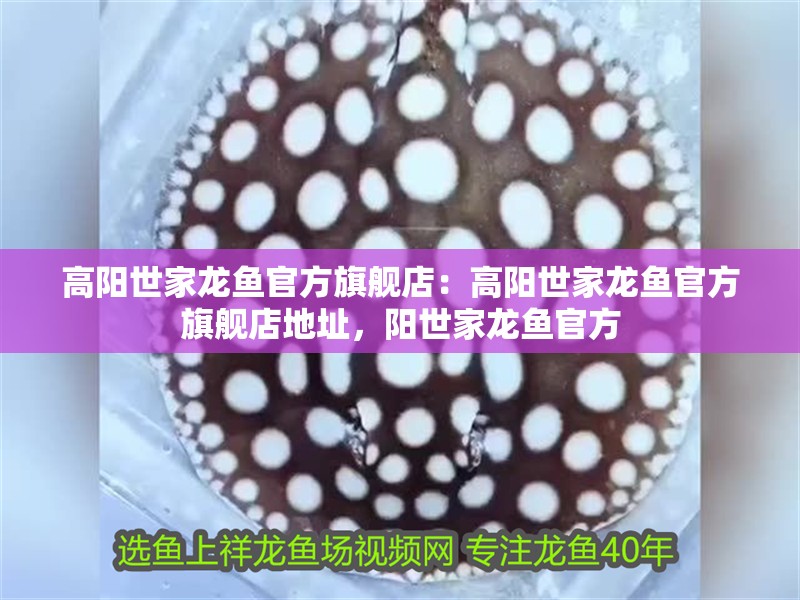 高陽世家龍魚官方旗艦店：高陽世家龍魚官方旗艦店地址，陽世家龍魚官方