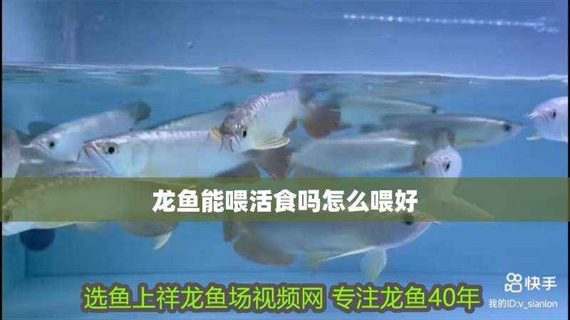 龍魚能喂活食嗎怎么喂好