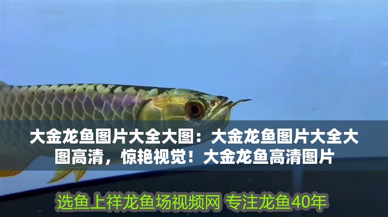 大金龍魚圖片大全大圖：大金龍魚圖片大全大圖高清，驚艷視覺！大金龍魚高清圖片