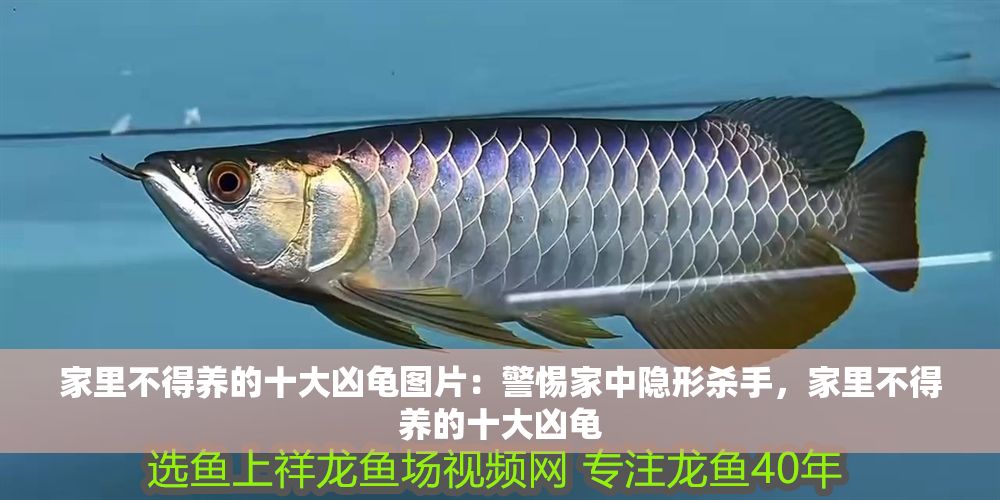 家里不得養(yǎng)的十大兇龜圖片：警惕家中隱形殺手，家里不得養(yǎng)的十大兇龜