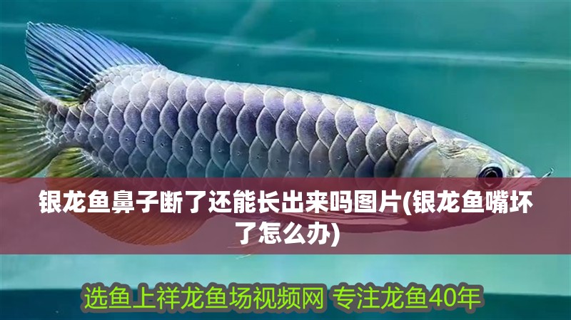 銀龍魚鼻子斷了還能長(zhǎng)出來嗎圖片(銀龍魚嘴壞了怎么辦)