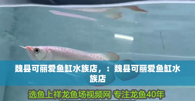 魏縣可麗愛魚缸水族店，：魏縣可麗愛魚缸水族店
