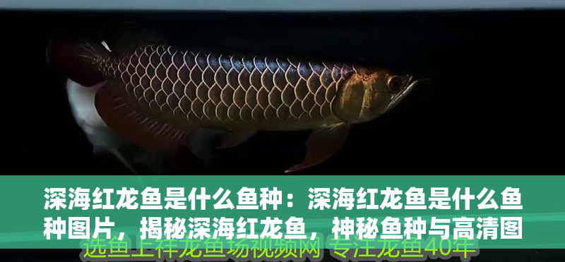 深海紅龍魚是什么魚種:深海紅龍魚是什么魚種圖片,揭秘深海紅龍魚,神秘魚種與高清圖片全解析 水族問答 深海紅龍魚是什么魚種:深海紅龍魚是什么魚種圖片,揭秘深海紅龍魚,神秘魚種與高清圖片全解析 深海紅龍魚是什么魚種:深海紅龍魚是什么魚種圖片,揭秘深海紅龍魚,神秘魚種與高清圖片全解析 水族問答