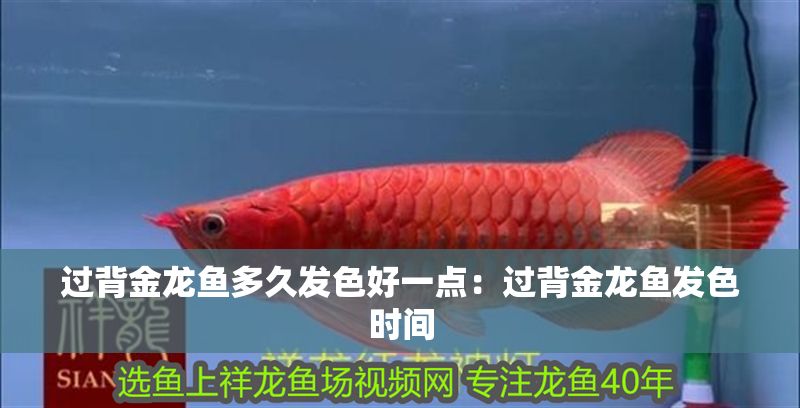 過背金龍魚多久發(fā)色好一點：過背金龍魚發(fā)色時間