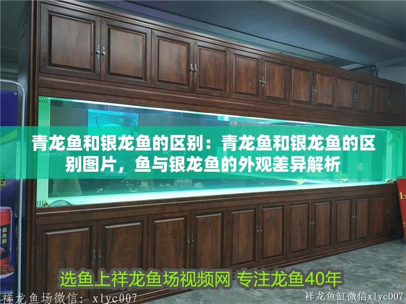 青龍魚和銀龍魚的區別：青龍魚和銀龍魚的區別圖片，魚與銀龍魚的外觀差異解析 青龍魚和銀龍魚的區別：青龍魚和銀龍魚的區別圖片，魚與銀龍魚的外觀差異解析 水族問答