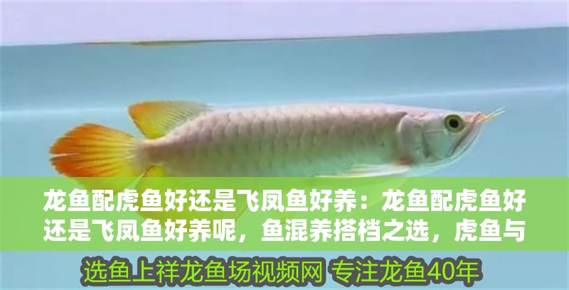 龍魚配虎魚好還是飛鳳魚好養：龍魚配虎魚好還是飛鳳魚好養呢，魚混養搭檔之選，虎魚與飛鳳魚哪個