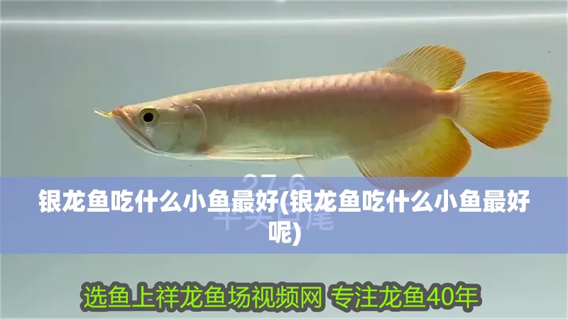 銀龍魚吃什么小魚最好(銀龍魚吃什么小魚最好呢)
