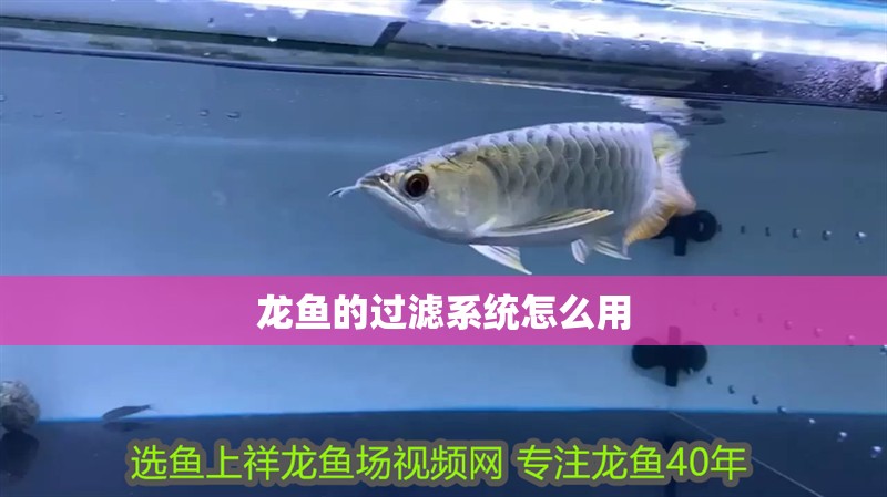 龍魚的過濾系統怎么用