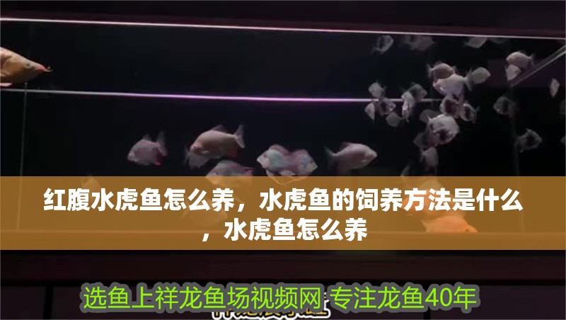 紅腹水虎魚怎么養，水虎魚的飼養方法是什么，水虎魚怎么養