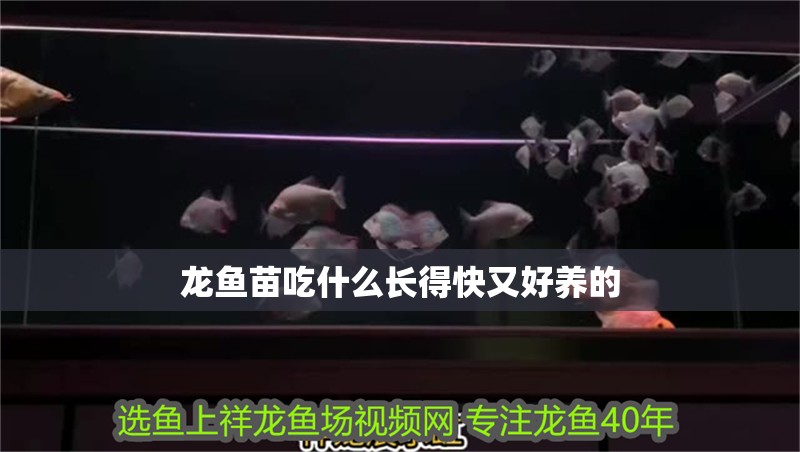 龍魚苗吃什么長得快又好養的 龍魚苗吃什么長得快又好養的 龍魚百科