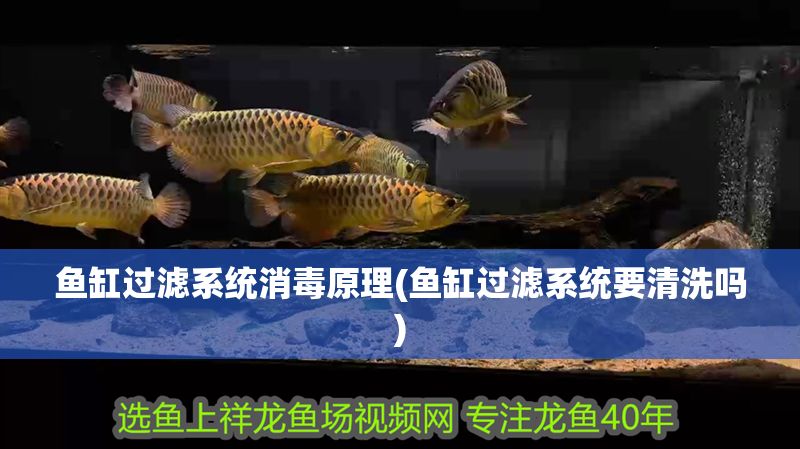 魚缸過濾系統消毒原理(魚缸過濾系統要清洗嗎)