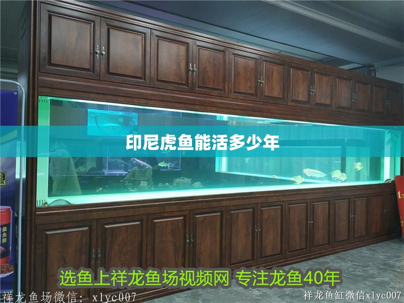 魚缸過濾器選購指南:自制魚缸過濾器魚缸上置過濾器對于養魚愛好者的必備知識 印尼虎魚能活多少年 虎魚百科 印尼虎魚能活多少年 印尼虎魚能活多少年 虎魚百科