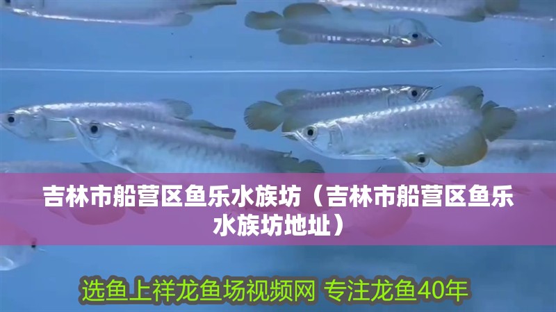 吉林市船營區(qū)魚樂水族坊（吉林市船營區(qū)魚樂水族坊地址）
