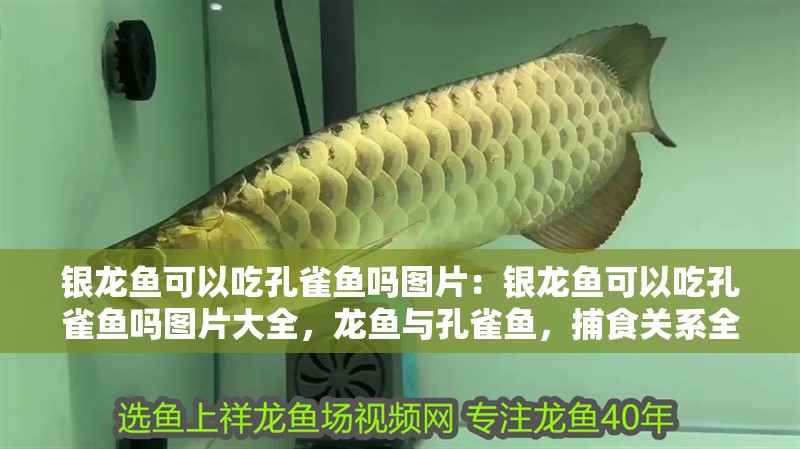 銀龍魚可以吃孔雀魚嗎圖片：銀龍魚可以吃孔雀魚嗎圖片大全，龍魚與孔雀魚，捕食關系全解析及高清圖