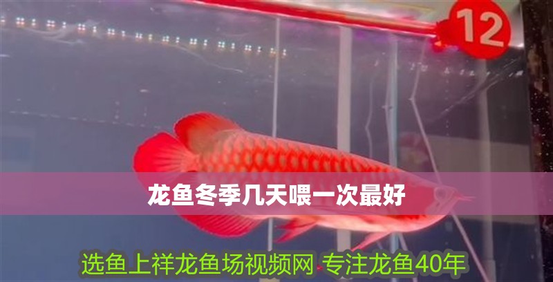 龍魚(yú)冬季幾天喂一次最好