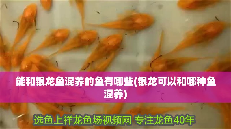能和銀龍魚混養的魚有哪些(銀龍可以和哪種魚混養)