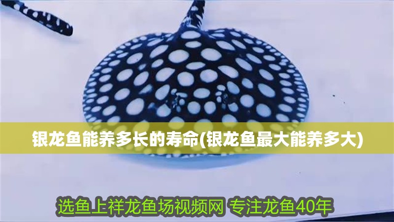 魚缸過濾器選購指南:自制魚缸過濾器魚缸上置過濾器對于養魚愛好者的必備知識 銀龍魚能養多長的壽命(銀龍魚最大能養多大) 銀龍魚百科 銀龍魚能養多長的壽命(銀龍魚最大能養多大) 銀龍魚能養多長的壽命(銀龍魚最大能養多大) 銀龍魚百科